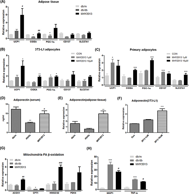 MHY2013 promotes adipose tissue browning and increases adiponectin levels.