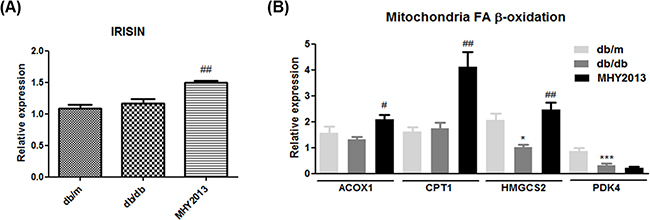 MHY2013 increased mRNA expression of irisin and fatty acid oxidation-related genes.