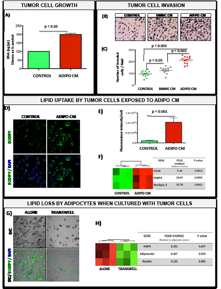 Bone marrow adipocyte-supplied lipids stimulate proliferation and invasion of prostate tumor cells and upregulate genes involved in fatty acid transport.