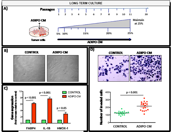 Chronic exposure to low dose Adipo CM increases invasiveness and induces FABP4, HMOX-1 and IL-1&#x3b2; expression.