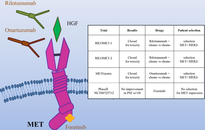 The MET/HGF pathway as a target in gastric cancer.