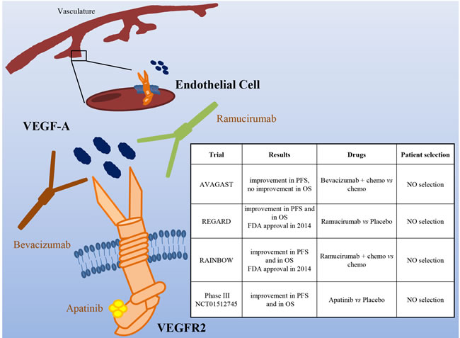 The VEGF/VEGFR pathway as a target in gastric cancer.