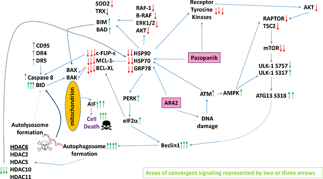 A simplified model of the molecular pathways by which pazopanib and AR42 combine to kill cancer cells.