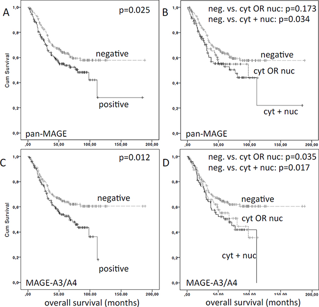 Overall survival (OS) of patients stratified by MAGE expression.