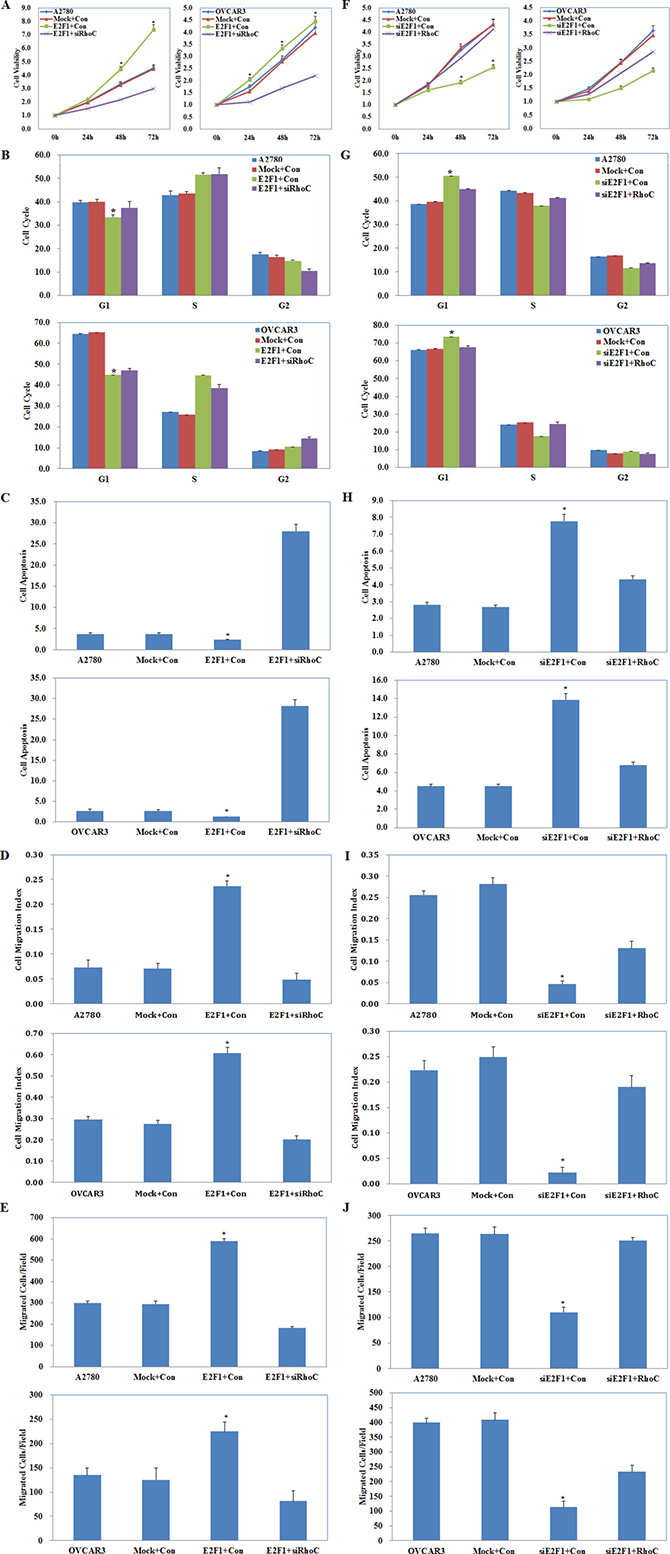 Effects of E2F1 and RhoC co-transfection on ovarian carcinoma cells.