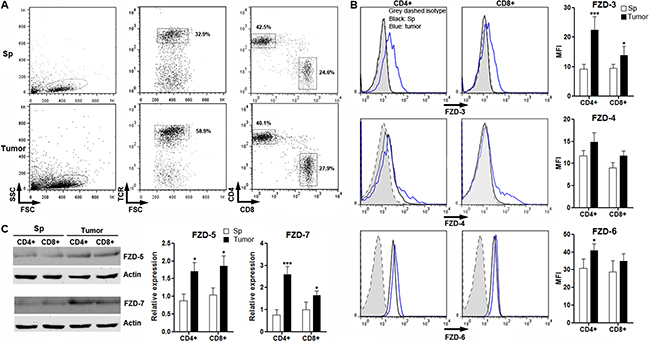 Expression of FZD protein in intratumoral T cells.