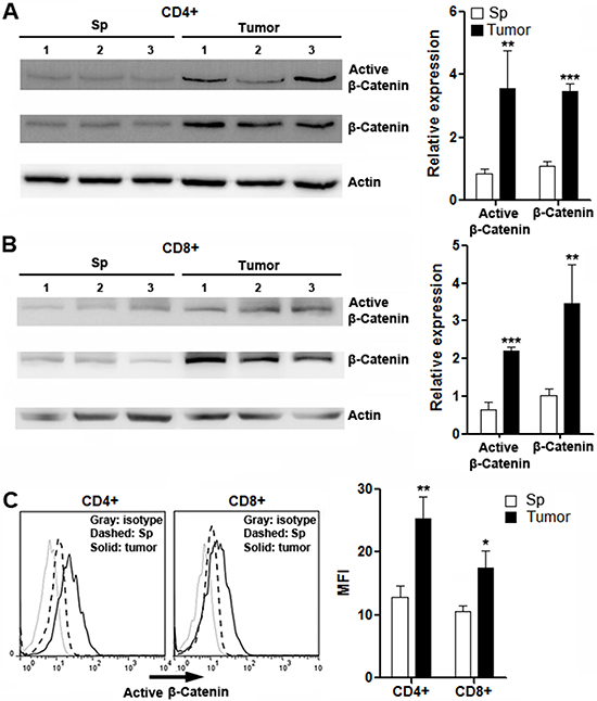 Expression of active &#x03B2;-catenin and total &#x03B2;-catenin in intratumoral T cells.