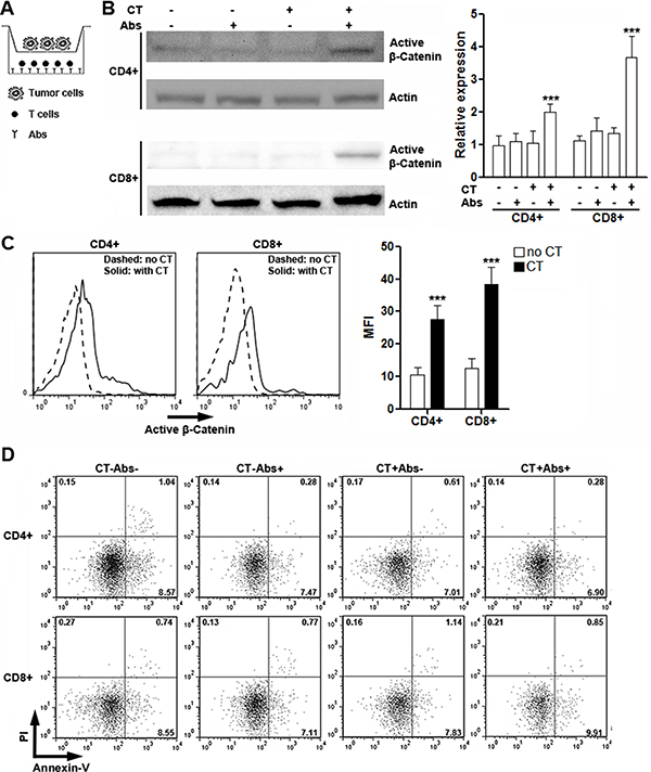 CT26.CL25 cells induce activation of &#x03B2;-catenin in activated T cells.