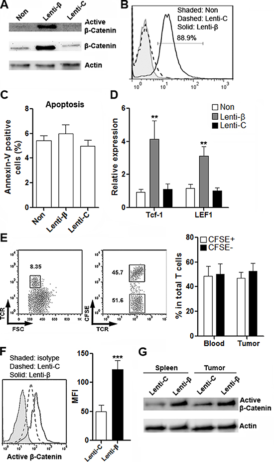 Enforced expression of &#x03B2;-catenin in CD4+ T cells through lentiviral transduction.