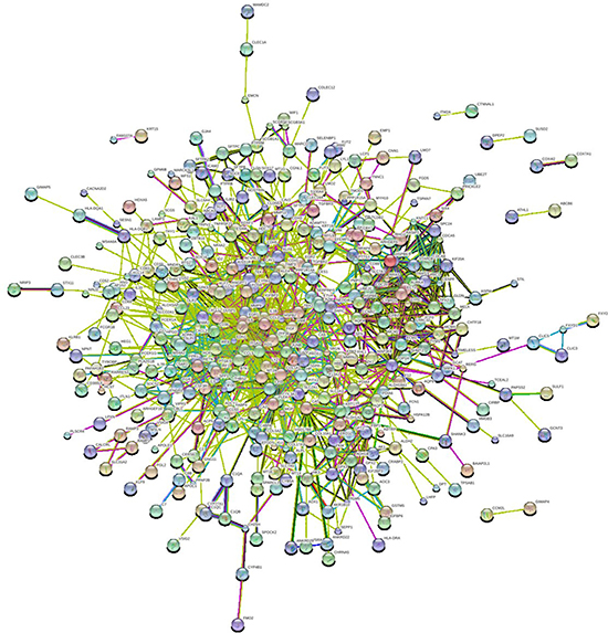 PPI network of differentially expressed genes (DEGs).