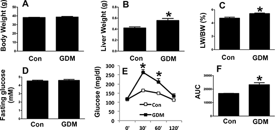 Phenotypes of male F1-GDM mice.