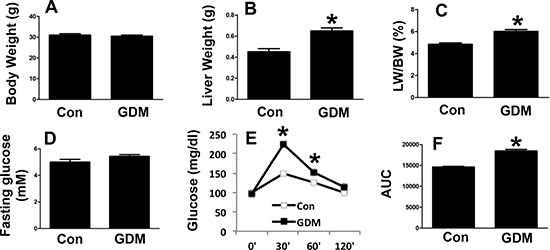 Phenotypes of female F1-GDM mice.