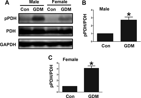 Changes in PDH phosphorylation in the livers of F1-GDM mice.