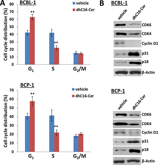dhC16-Cer treatment causes G1 cell cycle arrest in PEL cells.