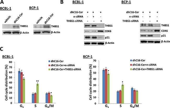 Up-regulation of THBS1 is required for dhC16-Cer caused PEL cell cycle arrest.