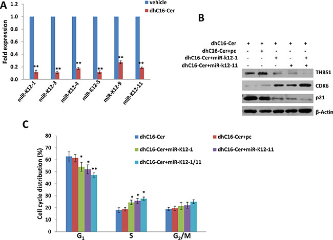 Up-regulation of THBS1 by dhC16-Cer is through suppression of KSHV microRNAs.