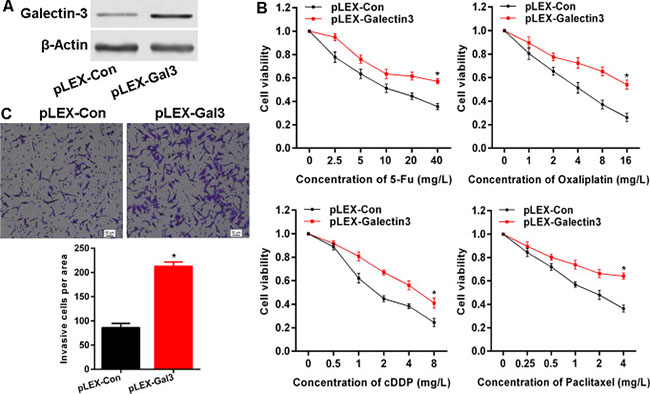 Galectin-3 attenuates chemo-sensitivity and promotes invasion in cancer cells.