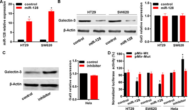 miR-128 targets Galectin-3 in cancer cells.