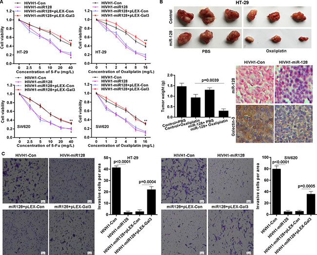 miR-128 sensitizes CRC cells to chemotherapy and inhibits invasion.