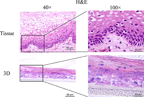 H&#x0026;E-staining of the original vaginal tissue and 3D cultures.