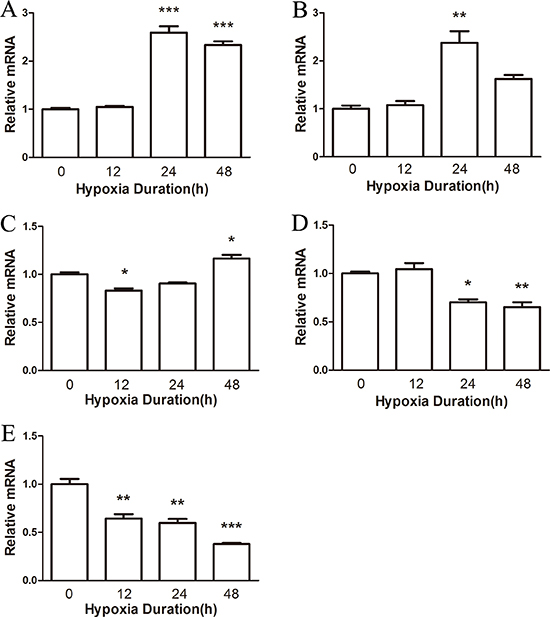 The mRNA level of NRF1 on different tissues after hypoxia treatment (8% O2) for 0, 12, 24 and 48 h.