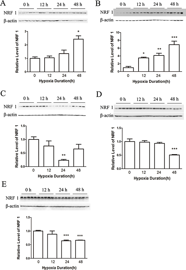 The protein level of NRF1 on different tissues after hypoxia treatment (8% O2) for 0, 12, 24 and 48 h.