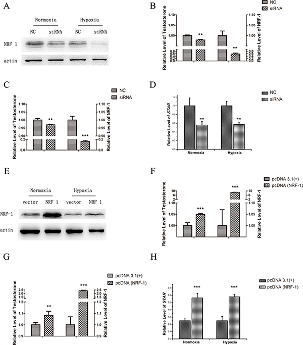 Testosterone release and StAR level of TM3 cells after the regulation of NRF1 under normoxia or hypoxia (1% O2, 24 h).