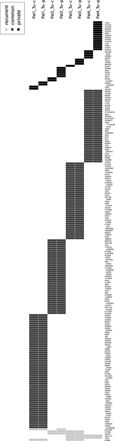 Overview of all recurrent (light grey), common (dark grey) and private (black) synonymous and non-synonymous mutated genes of this study.