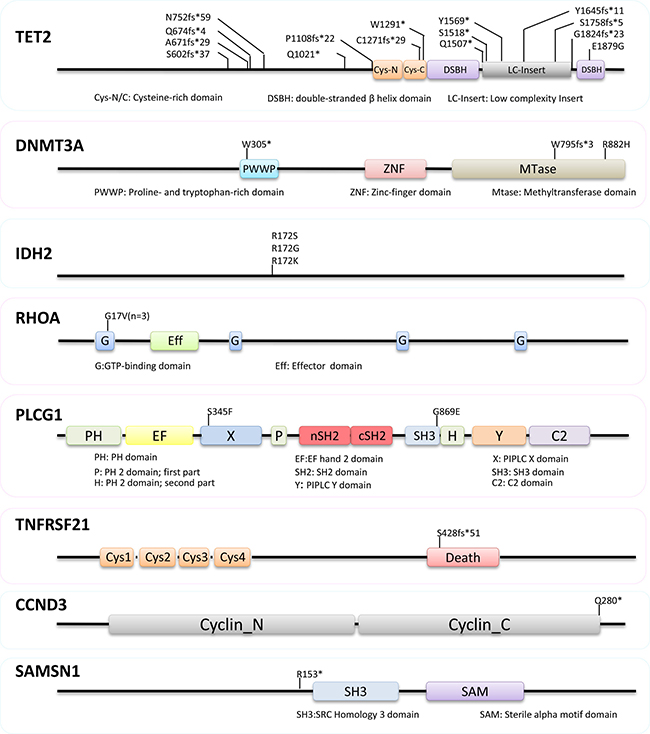 Nature and distribution of mutations in TET2, DNMT3A, IDH2, RHOA, PLCG1, TNFRSF21, CCND3 and SAMSN1.