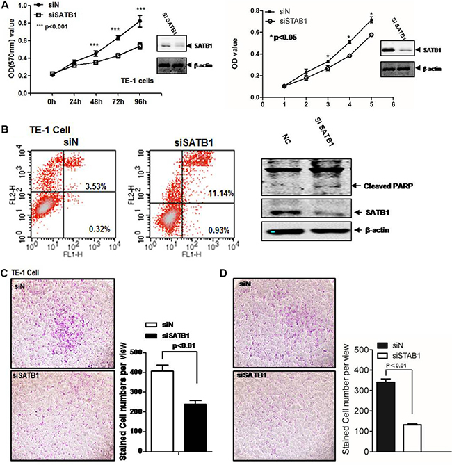 SATB1 promotes TE-1 and EC-109 cell survival and migration.