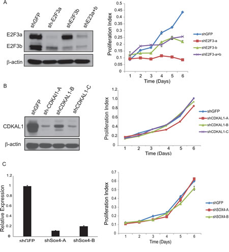 Knockdown of E2F3 inhibits cell proliferation.