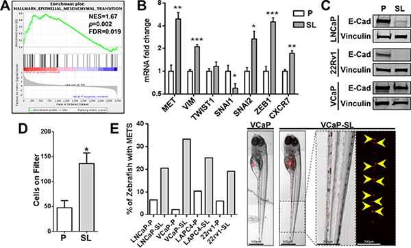 Reprogrammed PCa cells possess increased invasive/metastatic abilities.