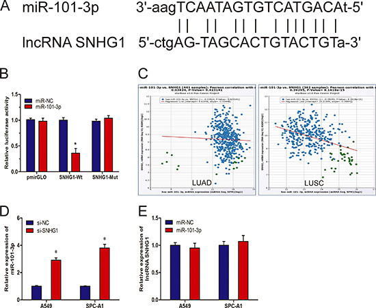 LncRNA SNHG1 directly interacted with miR-101-3p.