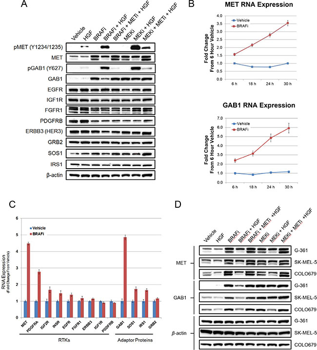 MAPK pathway inhibition mediates robust induction of MET and GAB1 levels, priming BRAFV600E mutant melanoma cells for HGF-mediated rescue.