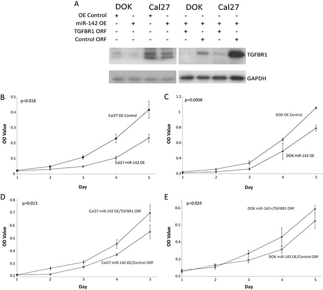 Effects of miR-142-3p over-expression.