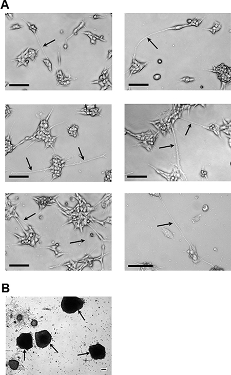 Representative images of the brain cell line colony and mammosphere growth patterns.