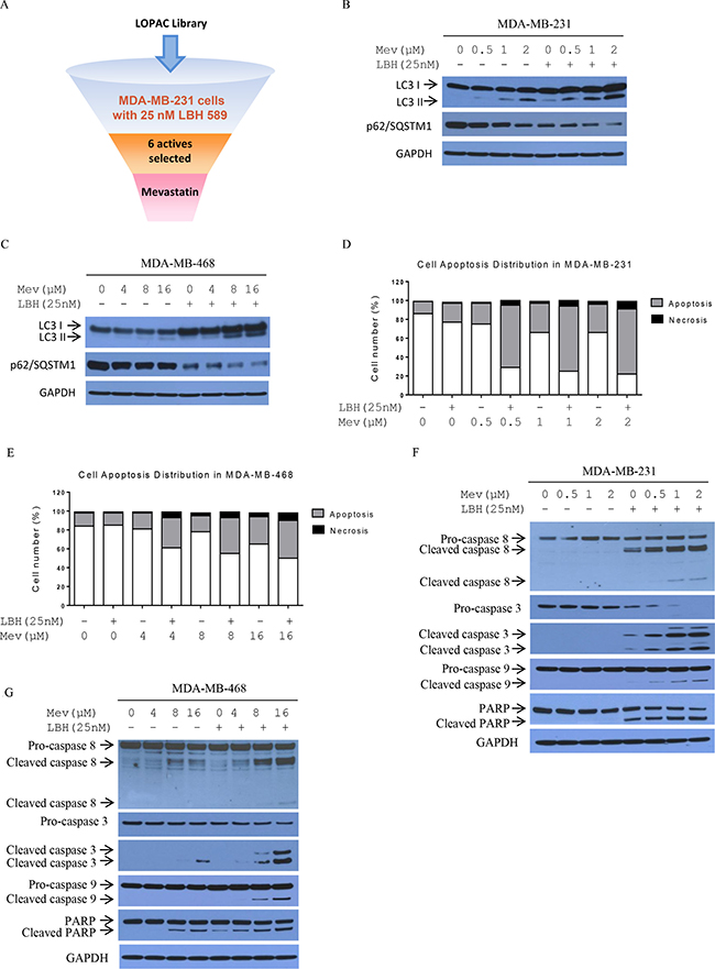 Mevastatin enhances LBH589-induced autophagy and cell death in TNBC cells.