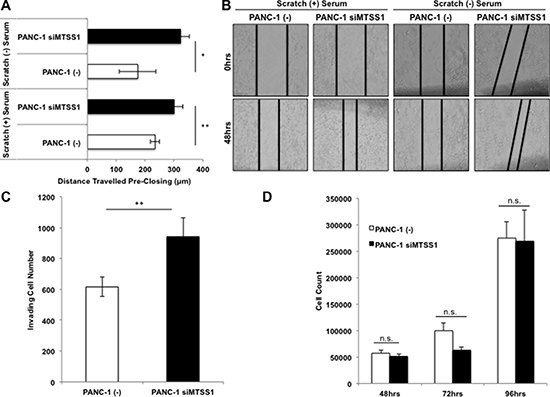 Loss of MTSS1 leads to a more invasive and migratory, but not more proliferative phenotype in PDAC.