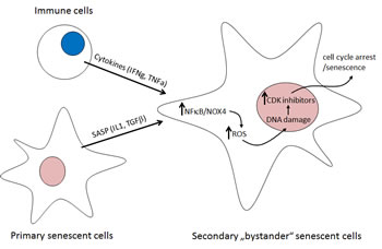 Mechanism of cytokine-induced bystander senescence. Primary senescent cells with persistently activated DDR signaling from unrepaired DNA lesions produce a plethora of cytokines, the senescence-associated secretory phenotype; SASP. IL1beta and TGFbeta induce NADPH oxidase Nox4 in a paracrine manner in normal neighboring cells. Nox4-generated reactive oxygen species (ROS) trigger DDR, whose persistence activates secondary senescence with secondary SASP [3]. In vivo, immune cells (T1 helper lymphocytes) induce senescence in beta-tumor cells by IFNgamma and TNFalpha [6]. A similar mechanism of senescence promotion mediated by IL1beta- and TGFbeta-induced Nox4/DDR is suggested (see text for details).