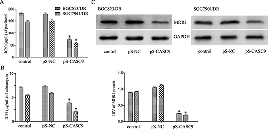 Knockdown of CASC9 reverses chemoresistance in BGC823/DR and SGC7901/DR cells.
