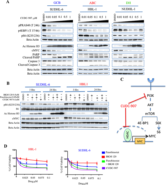 CUDC-907 inhibits c-Myc and HDACs in DLBCL cell lines.
