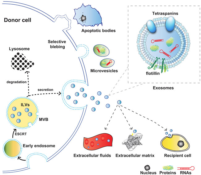 Schematic representation of the origin, release, and structure of exosomes.