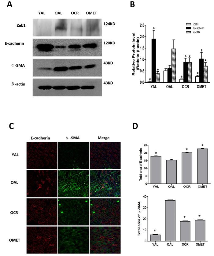The effect of short-term CR and metformin treatment on EMT in the kidneys of aging rats.