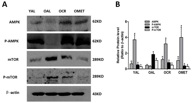 Effect of short-term CR and metformin treatment on AMPK/mTOR signaling in the kidneys of old rats.