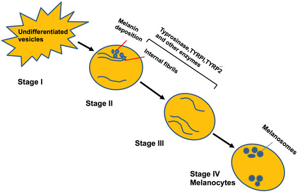 Cycle depicting the maturation of melanocytes and formation of melanin.