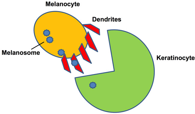 Keratinocyte-melanin unit showing the transfer of melanosome by the dendritic processes of melanocytes.