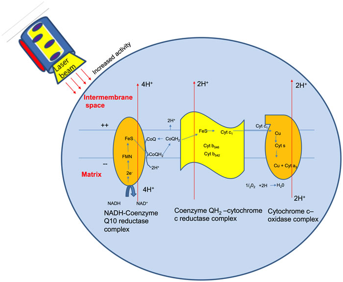 Electron activity within the cytochrome oxidase molecule.