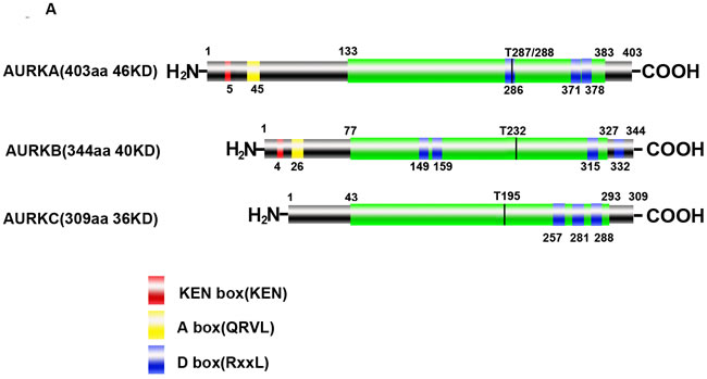 Structure and cellular distribution of Aurora kinases in mitosis.