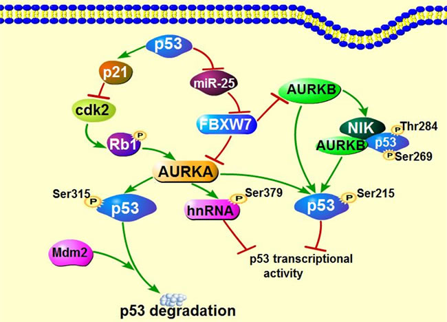 Interaction of Aurora kinases and tumor suppressor p53.