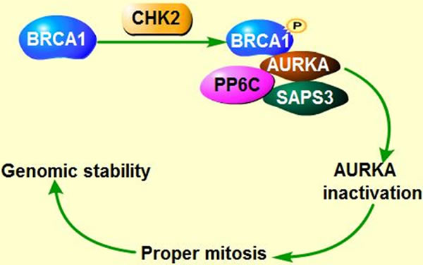 Co-regulation of AURKA, BRCA and Ras in tumorigenesis.